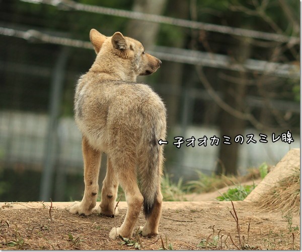 銀坊の スミレ腺 もオオカミの名残だよ 犬たちとjubilations