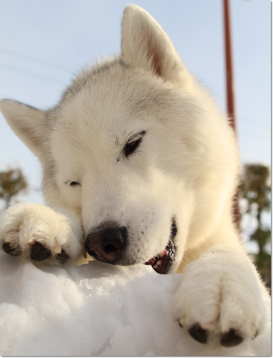 筋トレ主婦の常備薬 犬たちとjubilations