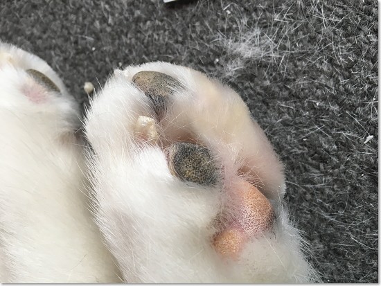 休みの日にコレやる と決意する老犬のある事情 犬たちとjubilations
