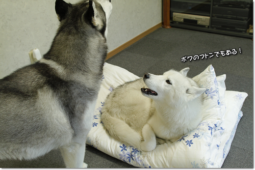 お布団争奪戦 犬たちとjubilations