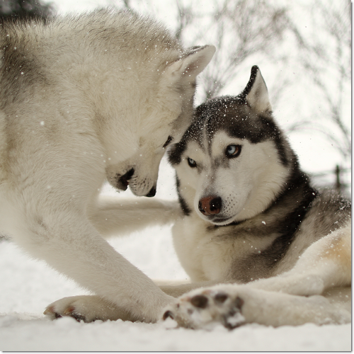 ドカ雪の犬たち 犬たちとjubilations