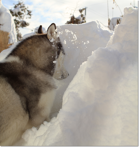 吹雪時のビバーク場所といえば 犬たちとjubilations