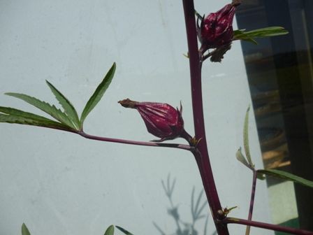 ローゼルの花が散り赤い実に 信州うらさとハーブ園とブレンドハーブティー通販