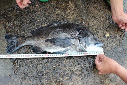 再び大物 ホテル浦島ブログ