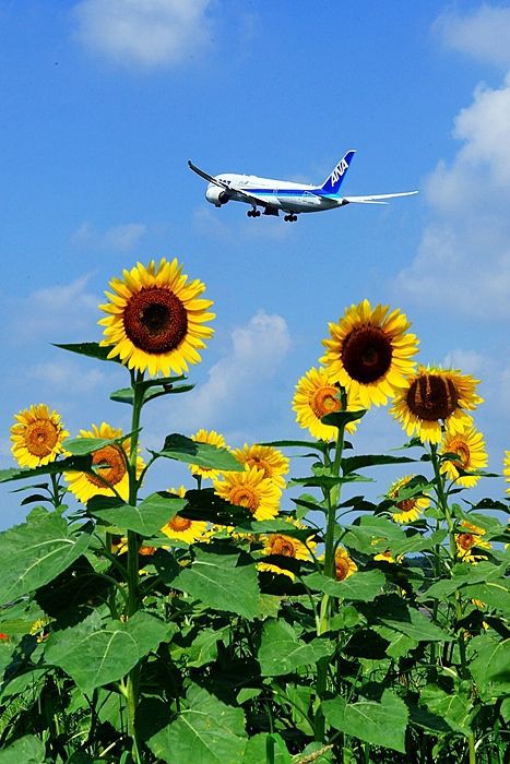 ひまわりと飛行機 17夏 讃岐の鉄と空 時々海