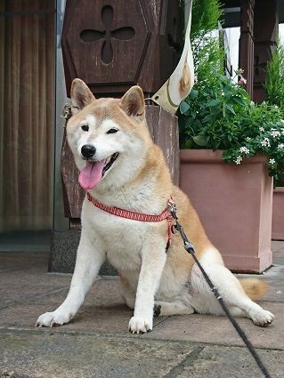 絶対動かないもん 麗しの柴犬桜子