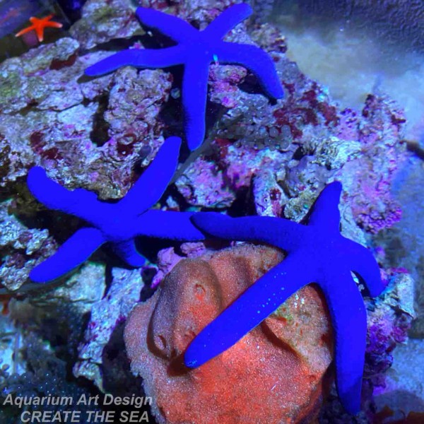 アオヒトデ アクアリウムショップ Create The Sea