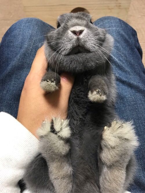 うさぎの爪切り まとめ 動画制作初心者のyoutube生活