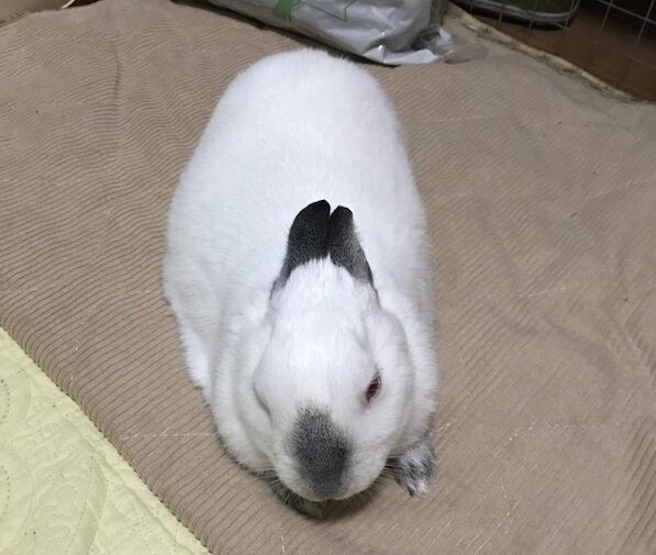 イロイロちゃん うさぎのきた道