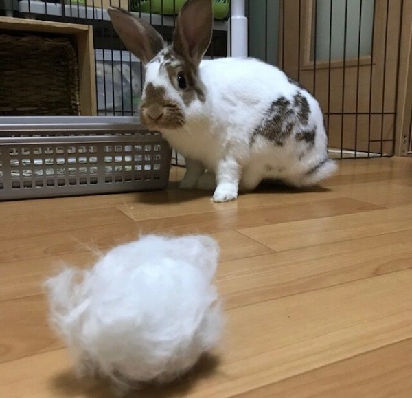 落とし穴 うさぎのきた道