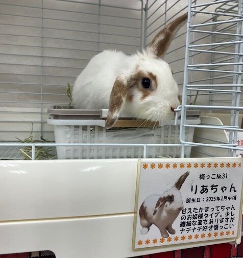 11月もたくさんありがとうございました！ : うさぎのきた道