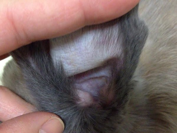 うさぎのみみしゃんのみみそうじ見えにくいので慎重に うさぎのみみしゃん１ ６キロ