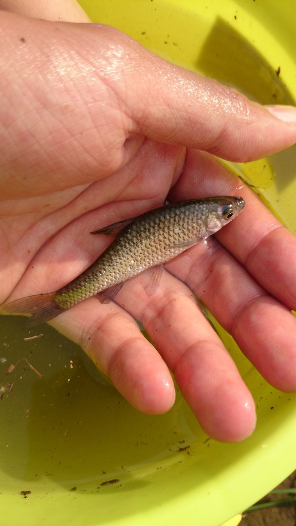 埼玉県加須市の用水路 関東の中心で淡水五目釣り