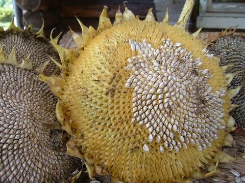 画像あり ひまわり とかいう花ってさ 正直不気味だよな うしみつ 5chまとめ