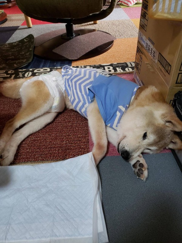 画像 デカい犬 かわいすぎる うしみつ 2ch怖い話まとめ