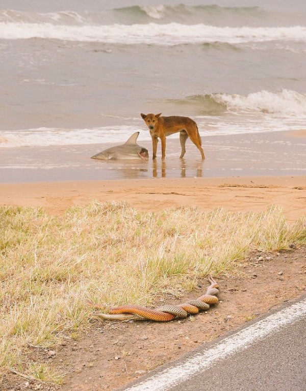 閲覧注意 ケイマーダ グランデ島とかいう 毒ヘビが強すぎで命の保証なし 立ち入り禁止の危険な島www うしみつ 2ch怖い話まとめ