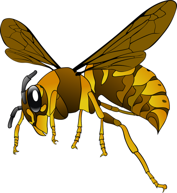 日本の殺人バチ オオスズメバチ が上陸してきて大騒ぎになる アメリカ うしみつ 5chまとめ