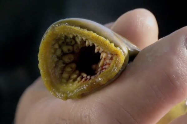 画像あり 英国の河川で発見された吸血魚の見た目がやっべえぞ うしみつ 2ch怖い話まとめ 画像あり 英国の河川で発見された吸血魚の見た目がやっべえぞ うしみつ 2ch怖い話まとめ