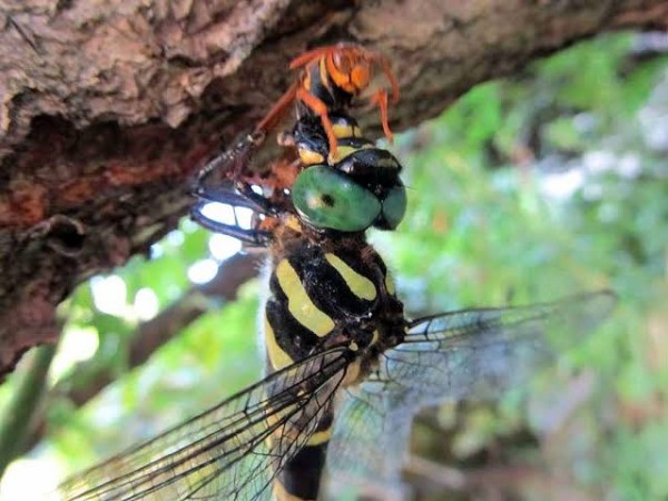 閲覧注意 スズメバチさん クワガタに真っ二つにされる うしみつ 2ch怖い話まとめ