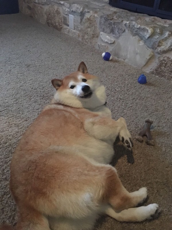 画像 デカい犬 かわいすぎる うしみつ 2ch怖い話まとめ