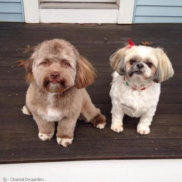 画像あり 人面犬見つかるｗｗｗｗｗｗｗｗｗ うしみつ 2ch怖い話まとめ