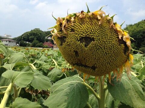 画像あり ひまわり とかいう花ってさ 正直不気味だよな うしみつ 5chまとめ