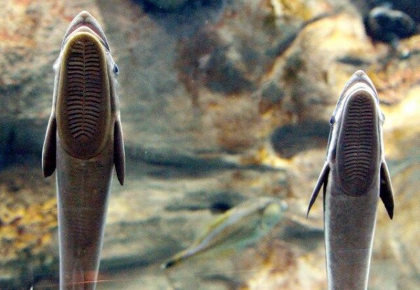 画像あり コバンザメが宿主のジンベエザメから離脱 独立を果たす 自然界では見られぬ姿 奇妙な現象 うしみつ 2ch怖い話まとめ 画像あり コバンザメが宿主のジンベエザメから離脱 独立を果たす 自然界では見られぬ姿 奇妙な現象 うしみつ 2ch怖い話まとめ