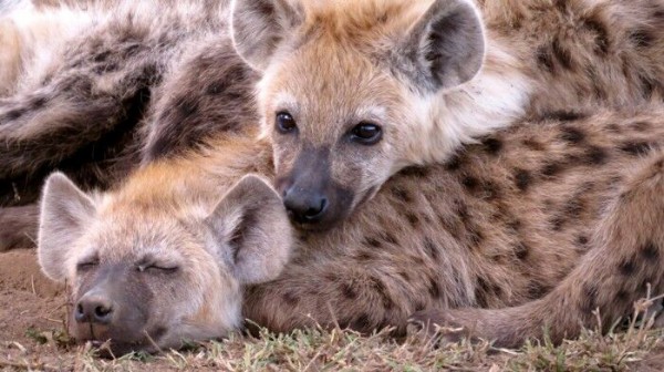 ハイエナ 死体食えます 狩りもできます 天敵ほぼゼロです こいつがサバンナで天下を取れない理由 うしみつ 2ch怖い話まとめ