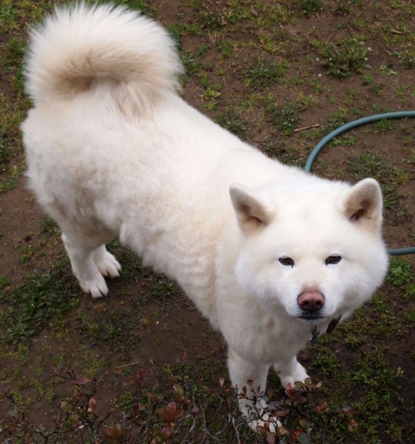 ソフトバンク犬 おとうさんに癒された システムエンジニアがうつ病とパニック障害から復帰した物語