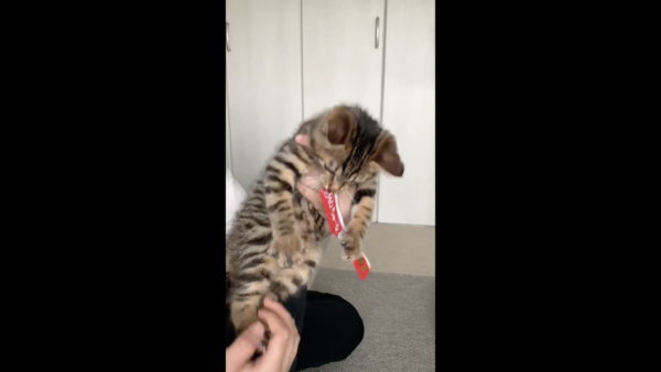 Gif ちゅ る取り上げられた猫の反応クソワロタｗｗｗｗｗｗｗｗ Question クエッション