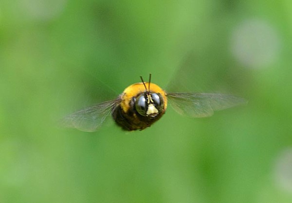 クマバチ 性格は極めて温厚 花を求めて飛び回り 人間には関心を示さない Question クエッション
