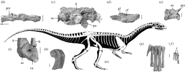 衝撃画像 古代生物さん 見た目とデカさがヤバ過ぎるｗｗｗｗｗｗｗｗｗｗｗ Question クエッション