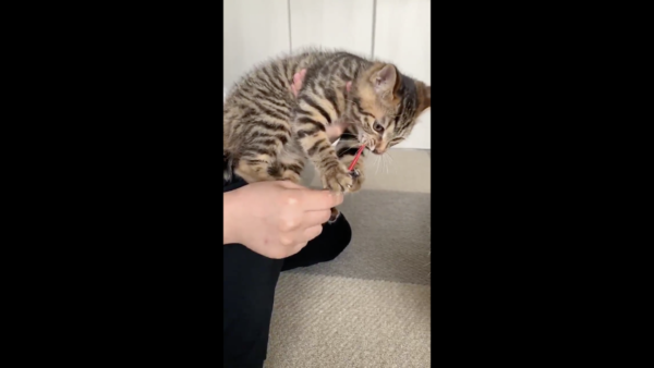 Gif ちゅ る取り上げられた猫の反応クソワロタｗｗｗｗｗｗｗｗ Question クエッション