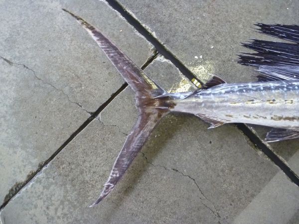 バショウカジキ 宇和島蒲鉾協同組合 公式ブログ