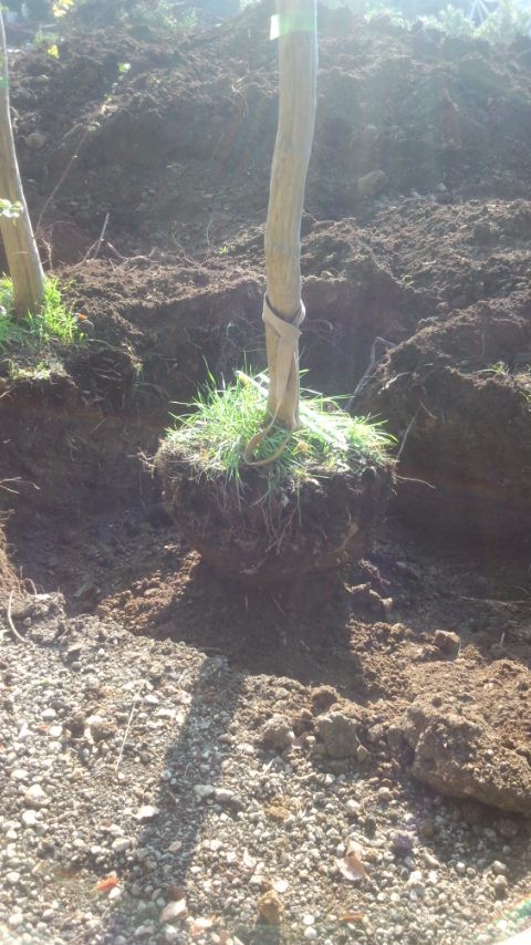 木を移すと言うこと 明日 世界が滅びるとしても 今日 私は庭の木を植える