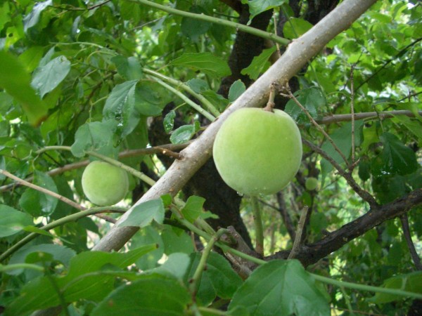 南高梅 なんこううめ うずの田舎暮らし