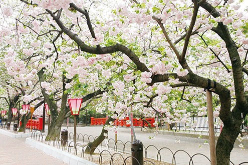 大阪花見スポットと桜を見ながら食事が楽しめるお店紹介 ３０代のリアルな生活 雑記