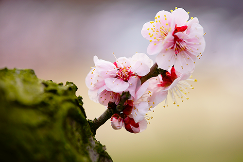 本日、「梅の花」デジタル一眼カメラ撮影会を行いました！ : ソニーで 