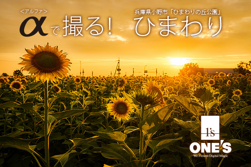 A アルファ で撮る 夏の花 ひまわり を撮影してきました ソニーで遊ぼう