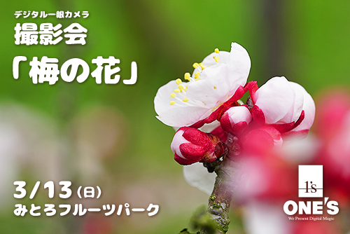 本日、「梅の花」デジタル一眼カメラ撮影会を行いました！ : ソニーで 