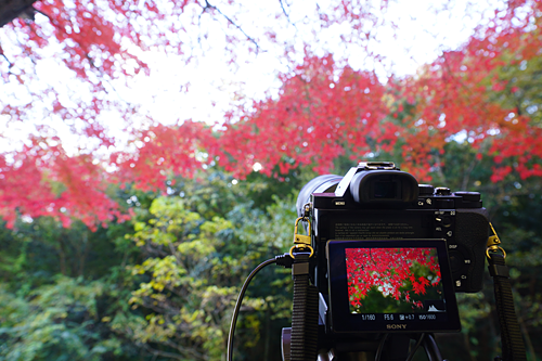 α7を使って紅葉を撮るためのコツ！失敗例も含めてご紹介します