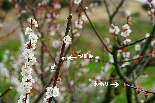 本日、「梅の花」デジタル一眼カメラ撮影会を行いました！ : ソニーで 