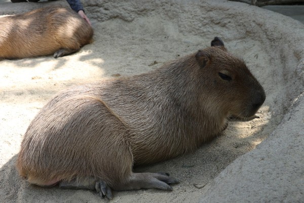 15 10 14 神戸どうぶつ王国 ｐｃｘ 藍色の旅路