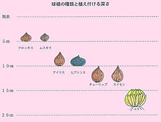 秋植え球根の 楽しみ方 園芸情報満載