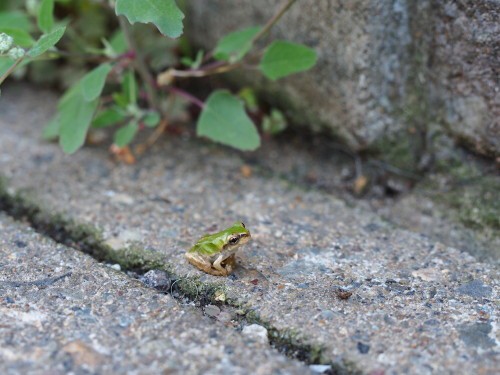 チビヌマガエルが庭に居たぁ W ﾟoﾟ W ヤッタ カマキリ保育園