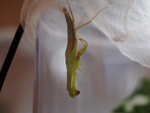 脱皮に失敗 だったの カマキリ保育園