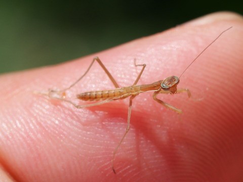 奇形で孵化したカマキリ カマキリ保育園