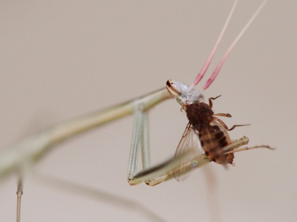 Brunneria Borealis 美しきカマキリ 動画 カマキリ保育園