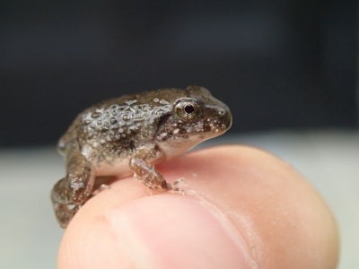 極小 ヌマガエルの赤ちゃん カマキリ保育園