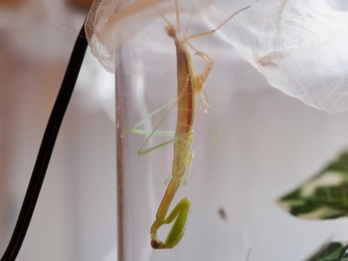 脱皮に失敗 だったの カマキリ保育園 脱皮に失敗 だったの カマキリ保育園